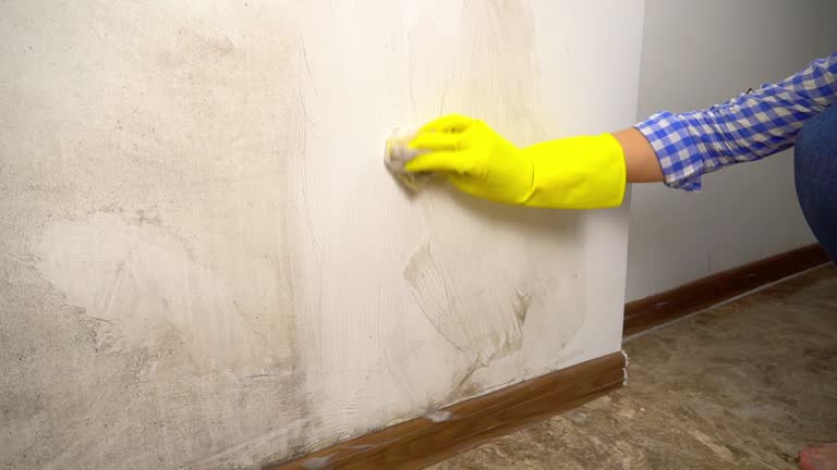 Best Mold Odor Removal Services  in Toquerville, UT