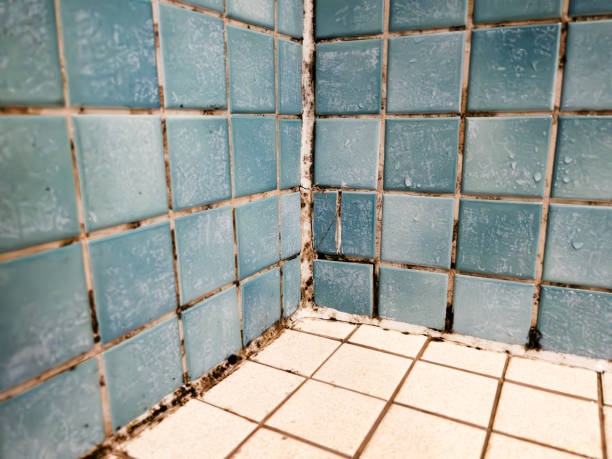 Trusted Toquerville, UT Mold Removal Experts